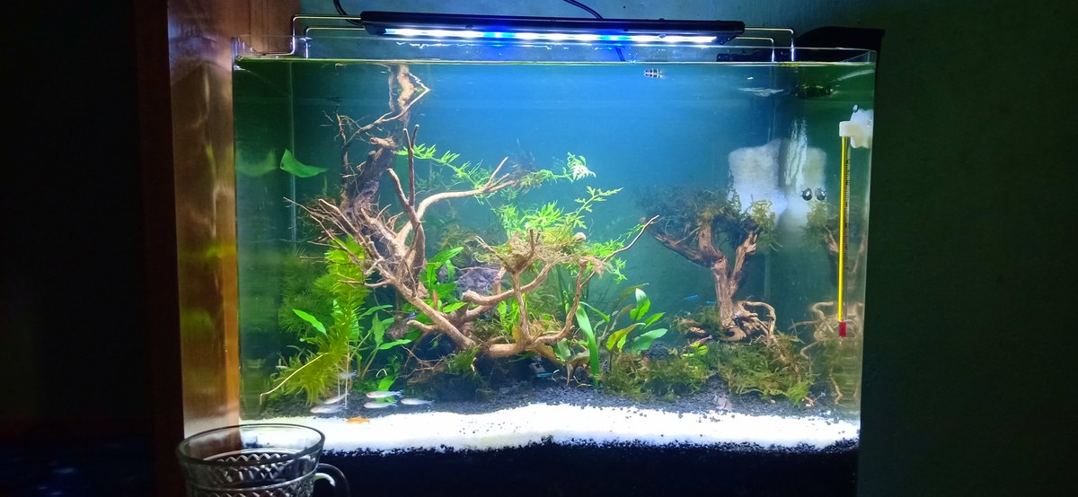 Rezzahidayah's tweet photo. #aquascape https://t.co/8TRcWolcia