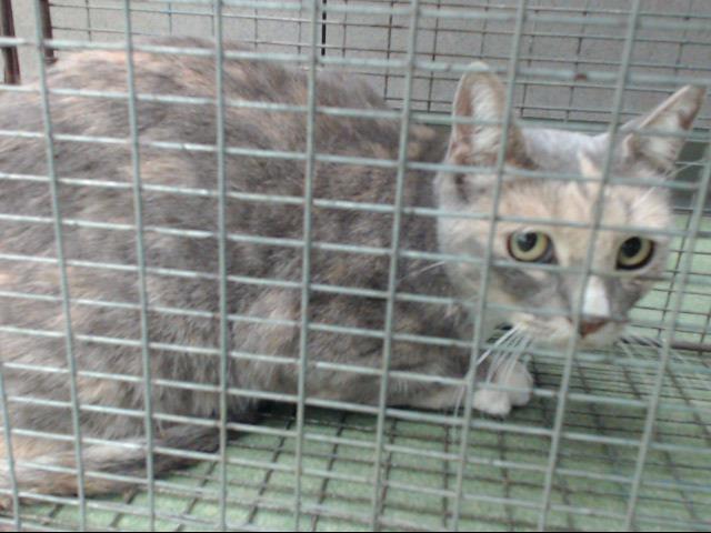 'Organdy' #A725378 is a beautiful dilute tortie kitty at the #DevoreCA shelter & needs help to escape death on Saturday 10/19! Pledge for rescue! Foster/Share! Phone for info: Voice: (909) 386-9820 - press 0 VERY URGENT!
facebook.com/photo.php?fbid…