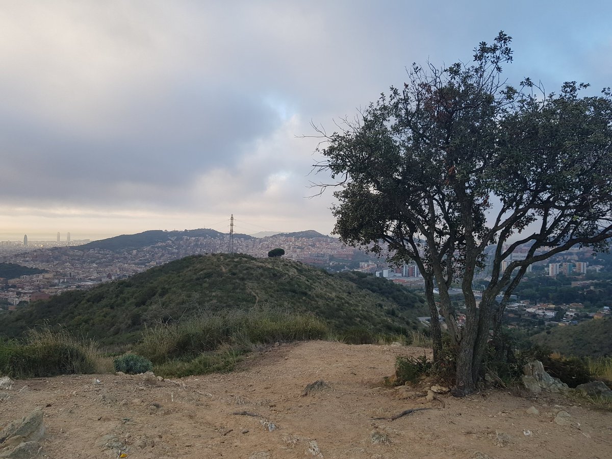 FerminFebrero's tweet image. After 6 months broken, #RunLikeHell at Collserola! ,good feelings  (madroños everywhere!) #Barcelona , #StopViolenceAtAll.