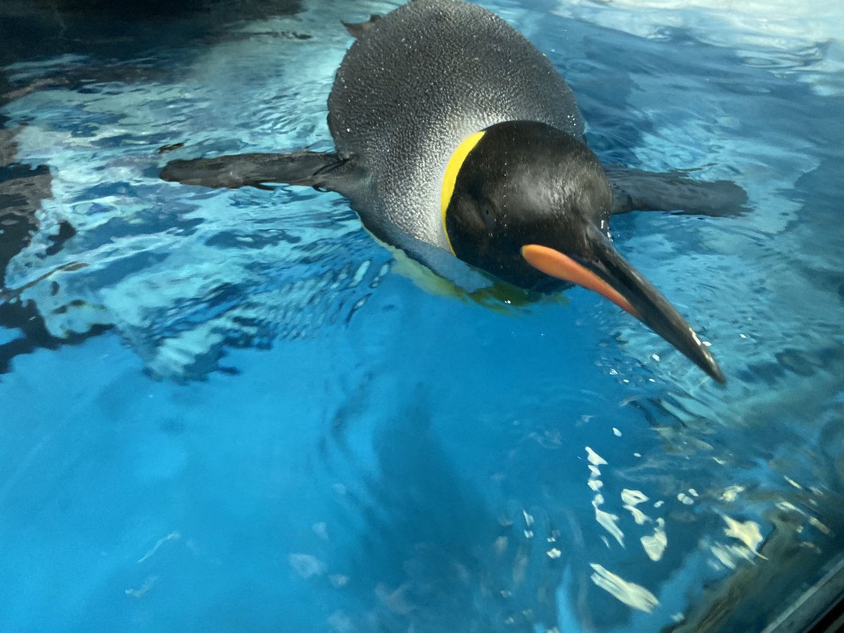 ペンギン 話題の画像がわかるサイト ページ 3 ペンギン 話題の画像がわかるサイト ページ 3