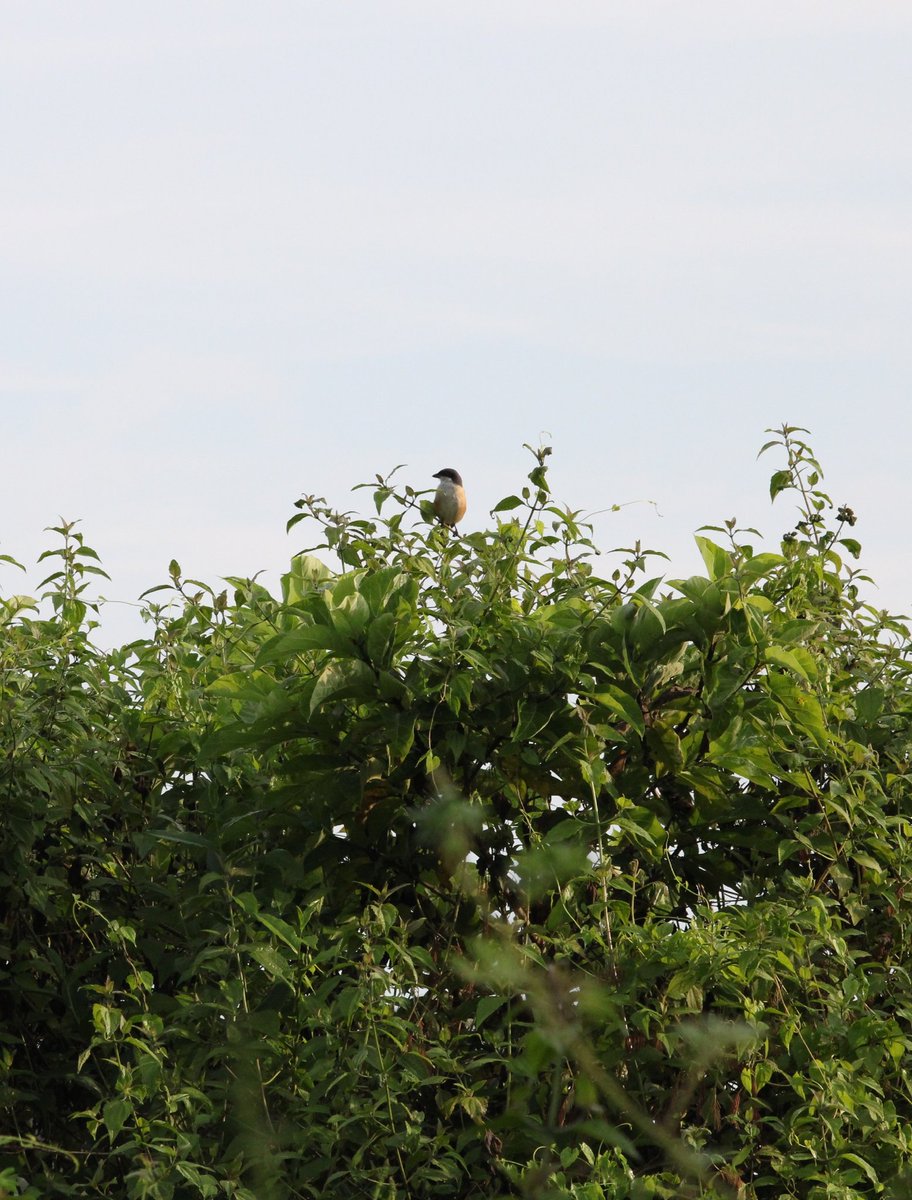 Nikuboruah1's tweet photo. Little sunbird's..
     #nikus photos https://t.co/0PcFrNEAa3