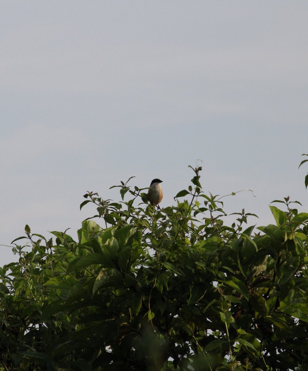 Nikuboruah1's tweet photo. Little sunbird's..
     #nikus photos https://t.co/0PcFrNEAa3