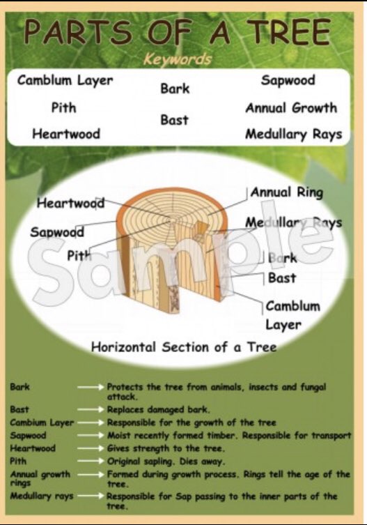 ashmorelearnsol's tweet photo. #wood #biodiversity #nativetrees #farming #materialstech #teaching #learning #countrywide #damienoreilly #posters https://t.co/PPQ1GzLWlq