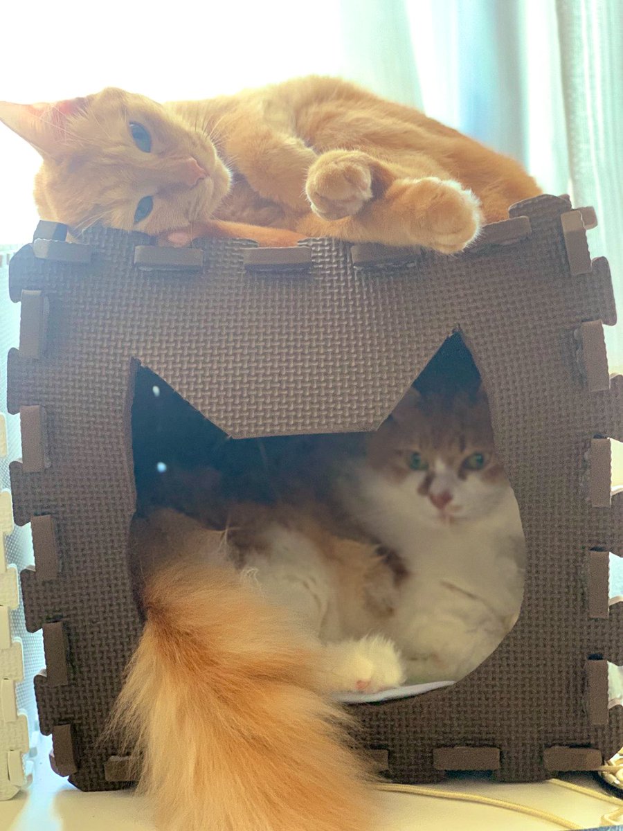 E6 8b E4 9c 8a 8f A6 B9 Twitter Search