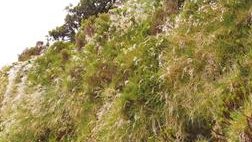 BotJLinnSoc's tweet image. New article: #colonization, #geneticstructure, #conservation in the Azorean tussock grass #Deschampsia foliosa. #Acores #Azores. Moura et al. doi.org/10.1093/botlin…