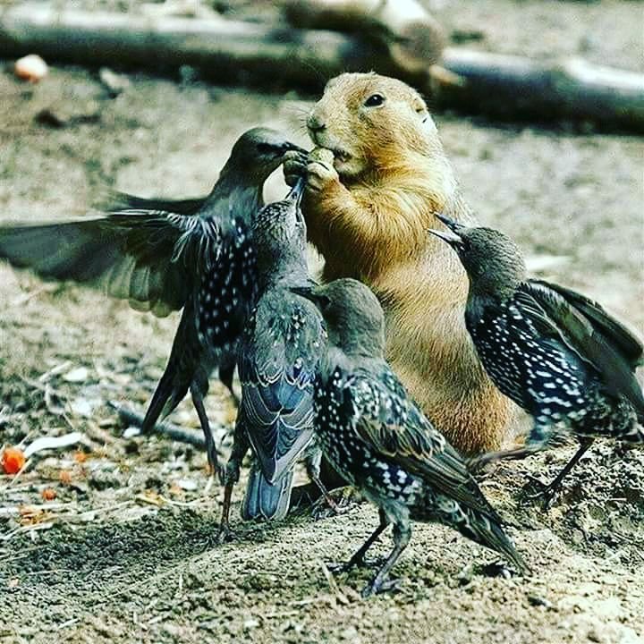 voiceofbongo's tweet photo. Usisikie tu 'Ana ngekewa' huyu ndiye Ngekewa mwenyewe, mnyama aliyebahatika kupendwa zaidi na wanyama wengine na ndege.

Wanyama na ndege hupenda kukaa karibu naye na kufurahia maisha. Ngekewa ndiye mnyama anayetajwa kama kiumbe mwenye bahati zaidi ya kupendwa na viumbe wengine. https://t.co/IkQdr5hwSD