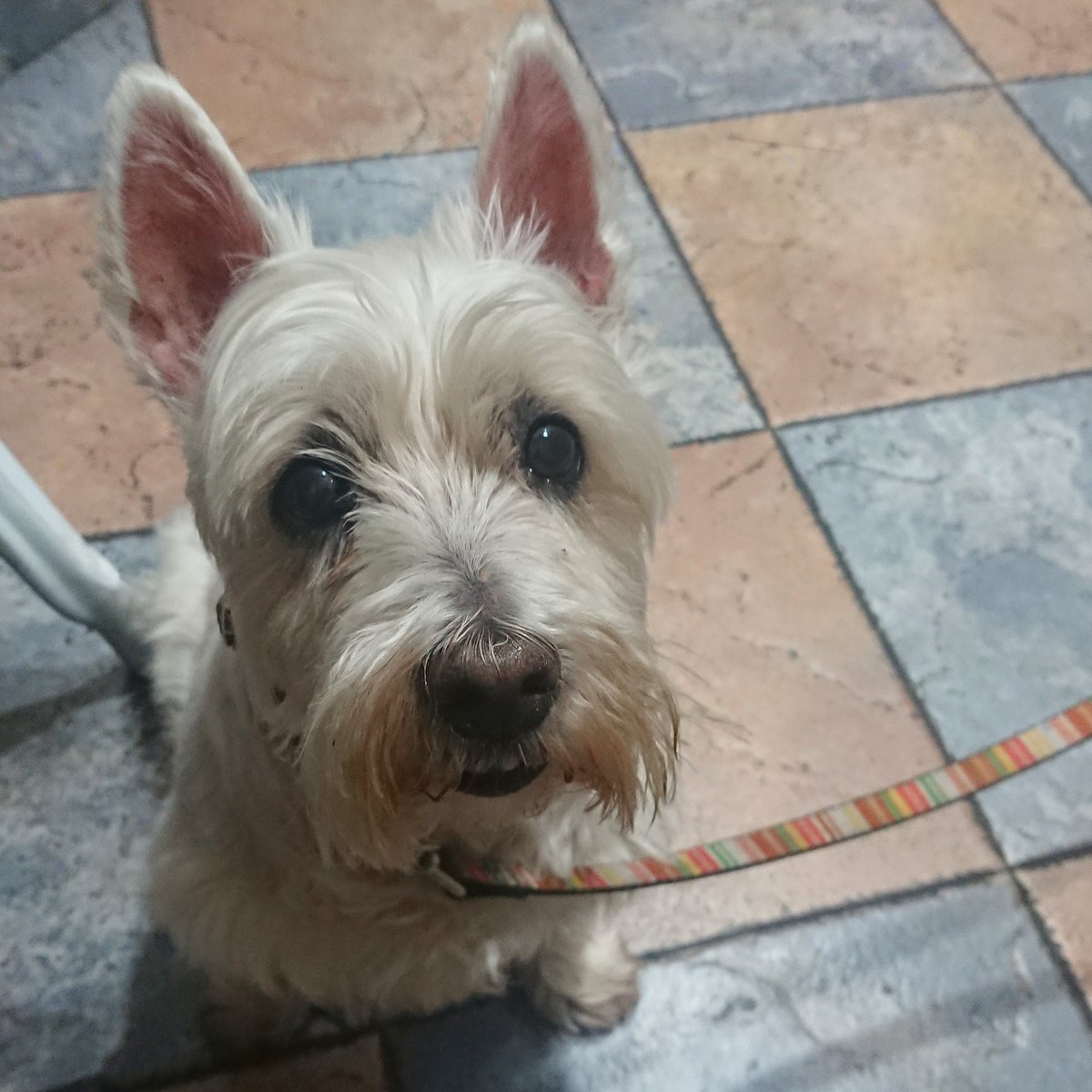 Gille_RM's tweet photo. Cleo larunbatero bezala..
#Euskalherria #Basquecountry #Cleo #Westie #Westies #Tabernan #Itxaroten #Posando #Atenta #Adi #Esperando #Politena #Maitasuna #Laztana #Perrita #Lovedogs #Eskatzen #Pidiendo #Betigose https://t.co/AfpjHHPZFw