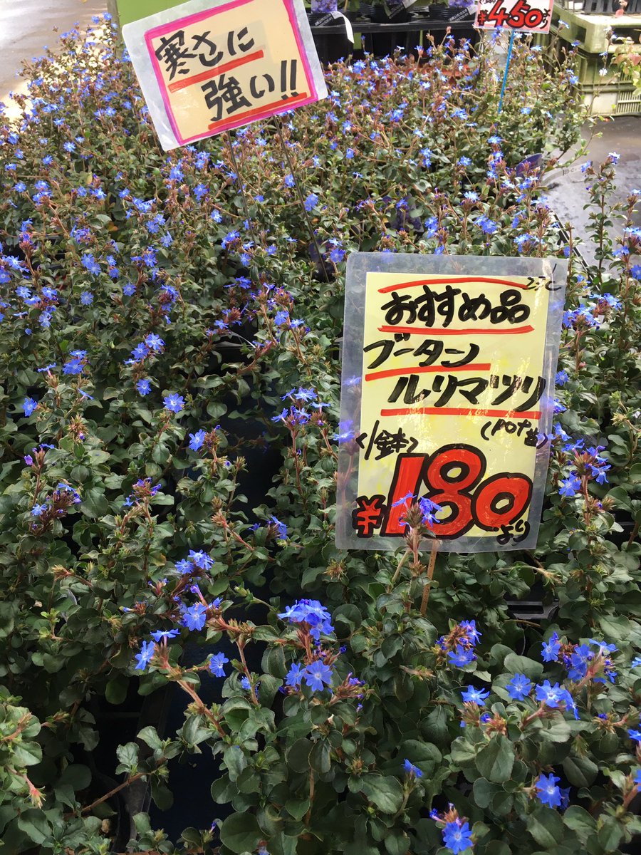 墓穴 今日は初めてブータンルリマツリ ルリマツリモドキ を見ました 名前にルリマツリとつきますが弊ツイッターでお馴染みの ルリマツリ プルンバーゴ ちゃんとは属レベルで違う種です 寒さに強いと書いてあるけど確か耐寒温度は0度くらいだったはず 土凍っ