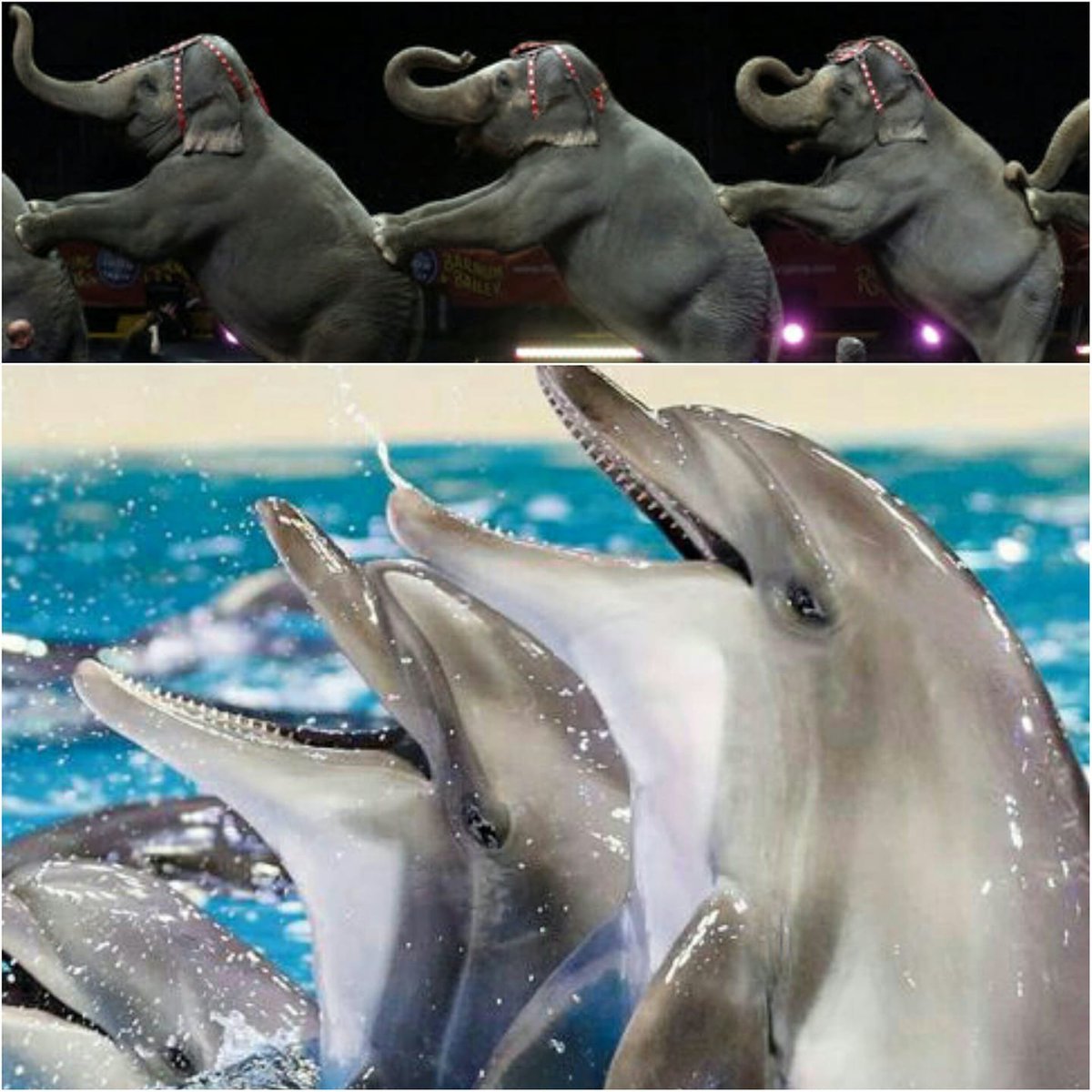 Ban_Animal_Test's tweet photo. @mansuryavas06

#Animals 🐕🐈🐃🐂🐤🐇

#AnimalRights
#AnimalSlaves
#AnimalHell
#DOGS 🐕🐾
#CATS 🐾🐈
#BanHUNT 🐇🐥
#BanFIGHT 🐕
#BanRACE 
#BanCIRCUS 🐒 🐵
#BanZOO 🐢🐇🐆
#EmtyTheTanks 🐋🐟🐳
#AnimalCruelty
#AnimalRightsMarch ! !
#UniversalDeclarationOfAnimalRights
. https://t.co/5LH4boge5G