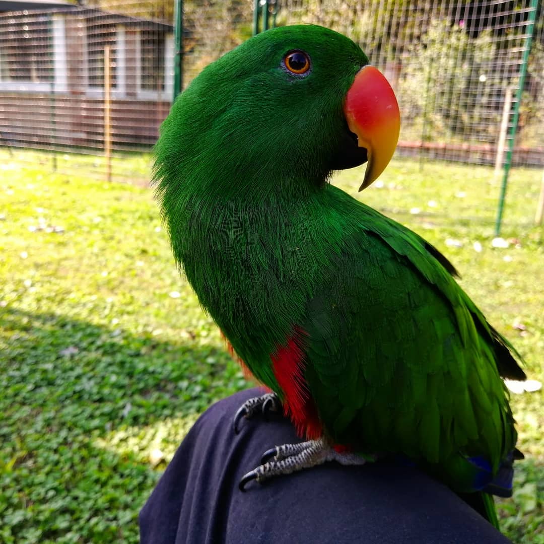 exotic_parrots's tweet photo. Our beautiful and Adorable eclectus parrots is ready for a new home, still a chick and she well trained and health check. For more informatiom contact us through our 

Whatapp :+1(575)956-7315 

#Eclectusparrots#parrotseggs#
#parrots#parrotslover# https://t.co/syjKMaYOrH