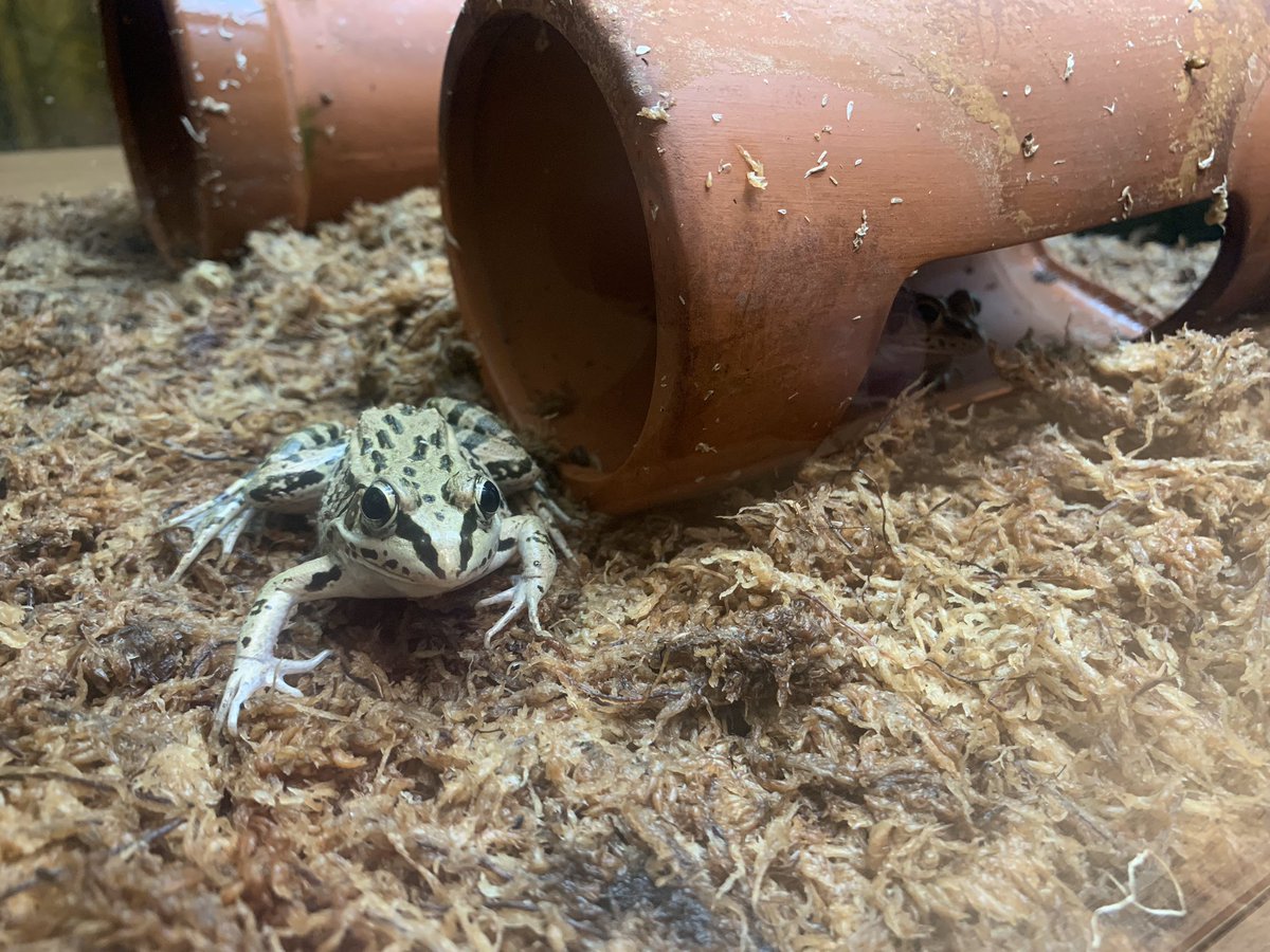 ナゴヤダルマガエル