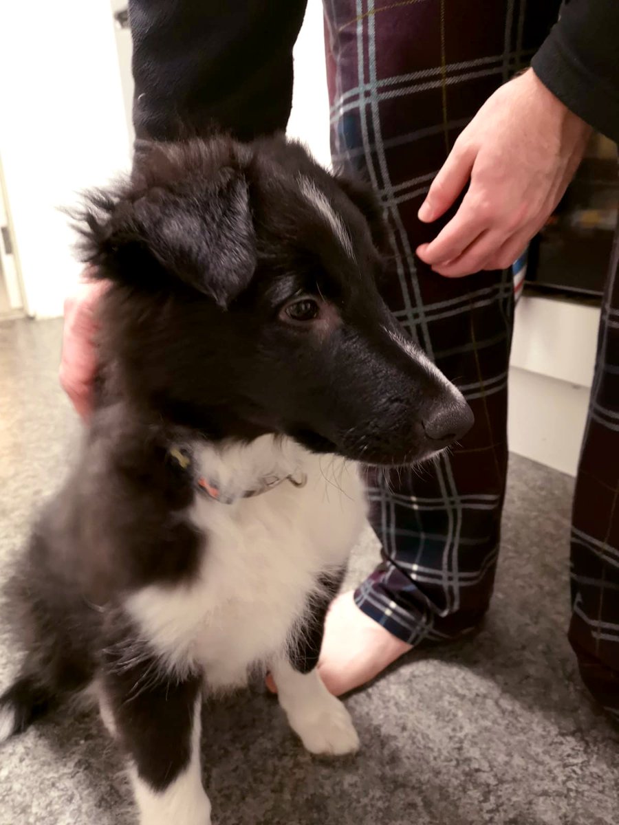 shaunacrewes's tweet photo. Our little pack got a whole lot fluffier last night 💙 #puppylove #meetblue https://t.co/5R6b3rK2W9