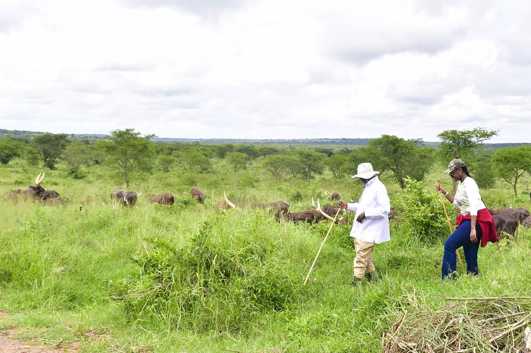 MifugoTz's tweet photo. Rais wa Uganda @yowerikmuseveni akiwa na binti yake wakichunga ng'ombe katika shamba lao huko Kisozi katika mji wa Gomba nchini Uganda #mseven #ufugajiunalipa

Karibu @mifugo_tz

Simu:
+255 712 253 102(WhatsApp)
+255 765 291 489
+255 625 994 023

Email:
mifugotz@gmail.com https://t.co/tSEyGAoT5l