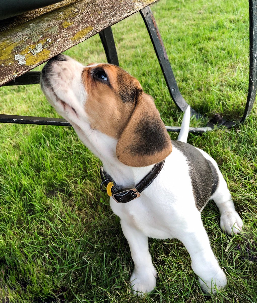 ChattertonsSE9's tweet photo. Octobers pet of the month winner is this beautiful little puppy, Max!
#CutenessOverload #CuteDogs #mansbestfriend https://t.co/5Dk5taWIBv