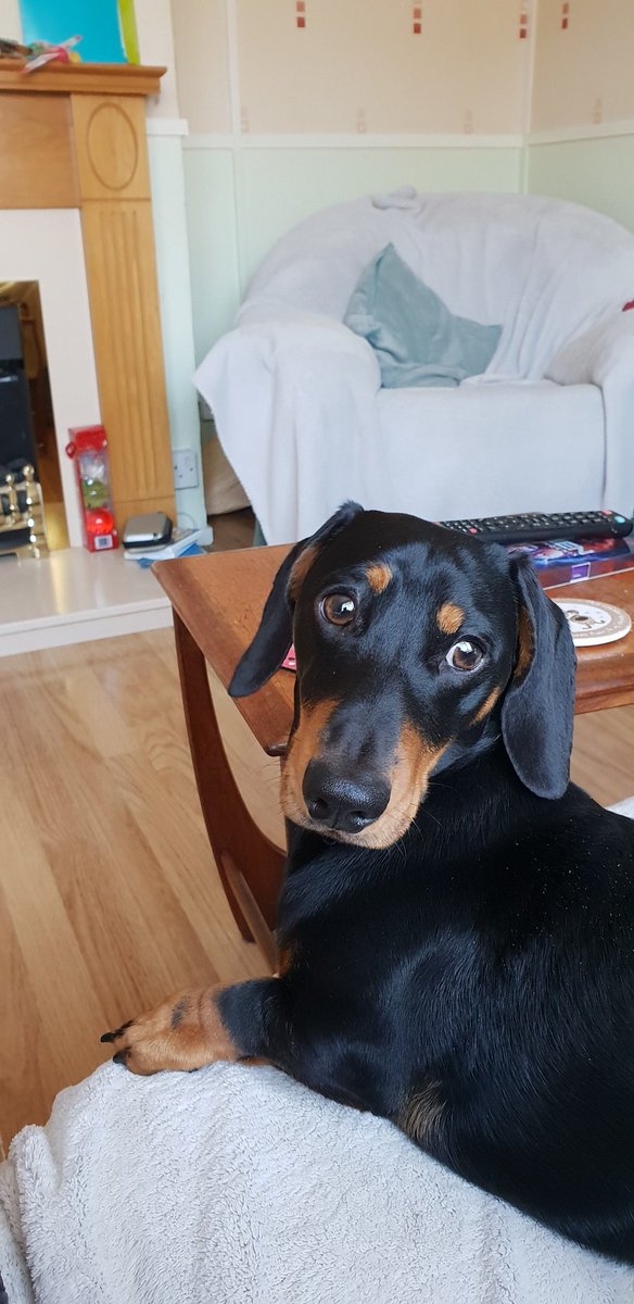 SDachound's tweet image. Just got back from my grooming session at #uniquepets #aylesbury ready for my little brother coming to live later