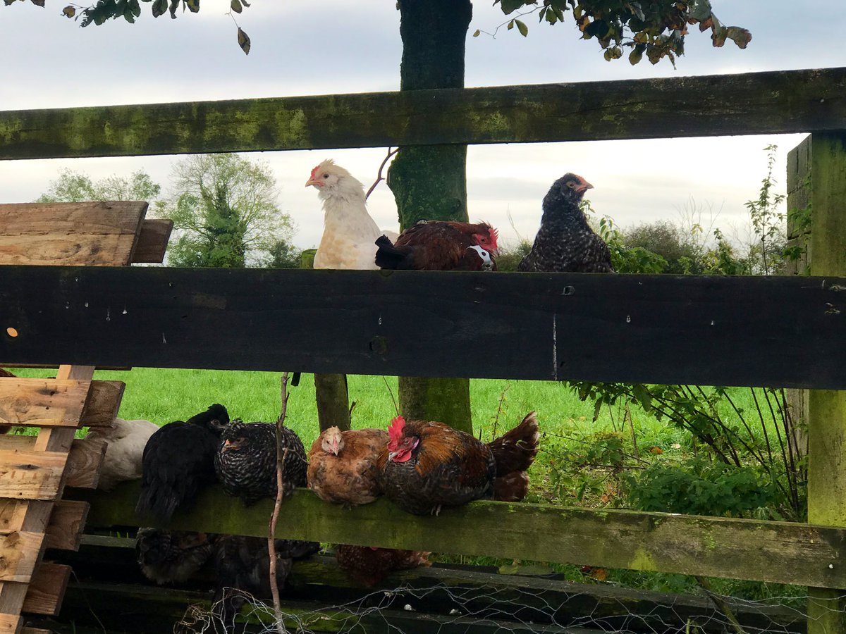 Magners Farm tweet media