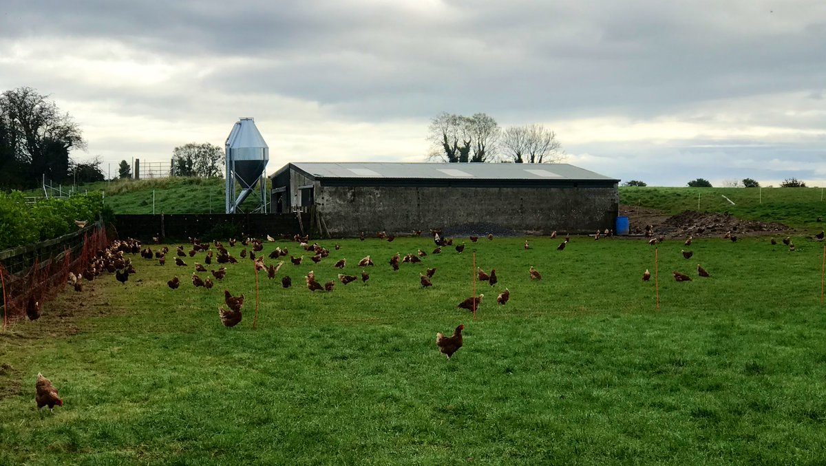 Magners Farm tweet media