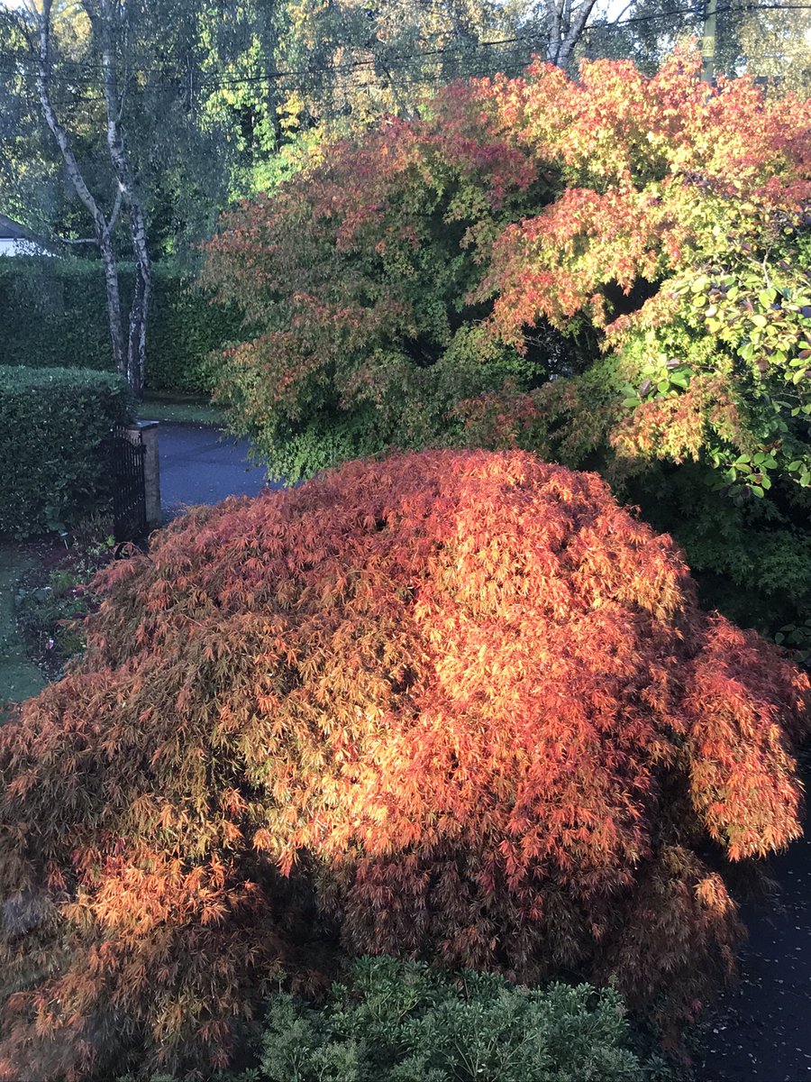 I just love autumn colours. Front garden this morning getting a touch of sunshine.