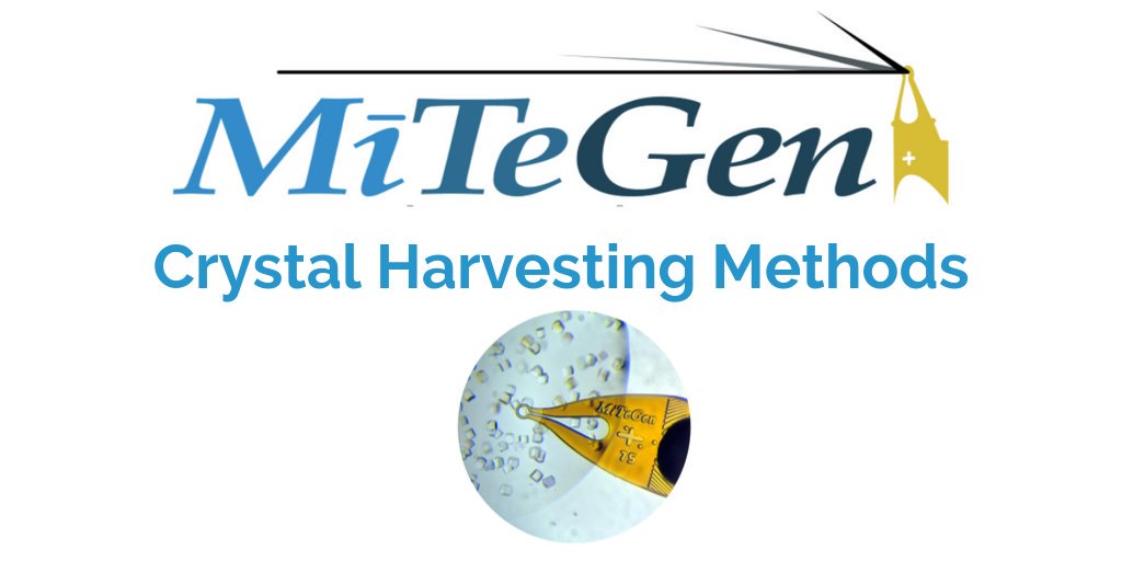MiTeGen's tweet image. Crystallographers - Learn the impact of crystal harvesting method - Overcome poor crystal diffraction and obtain the data quality needed to solve structures - Watch our video zcu.io/0TTR #crystallography #crystaldiffraction