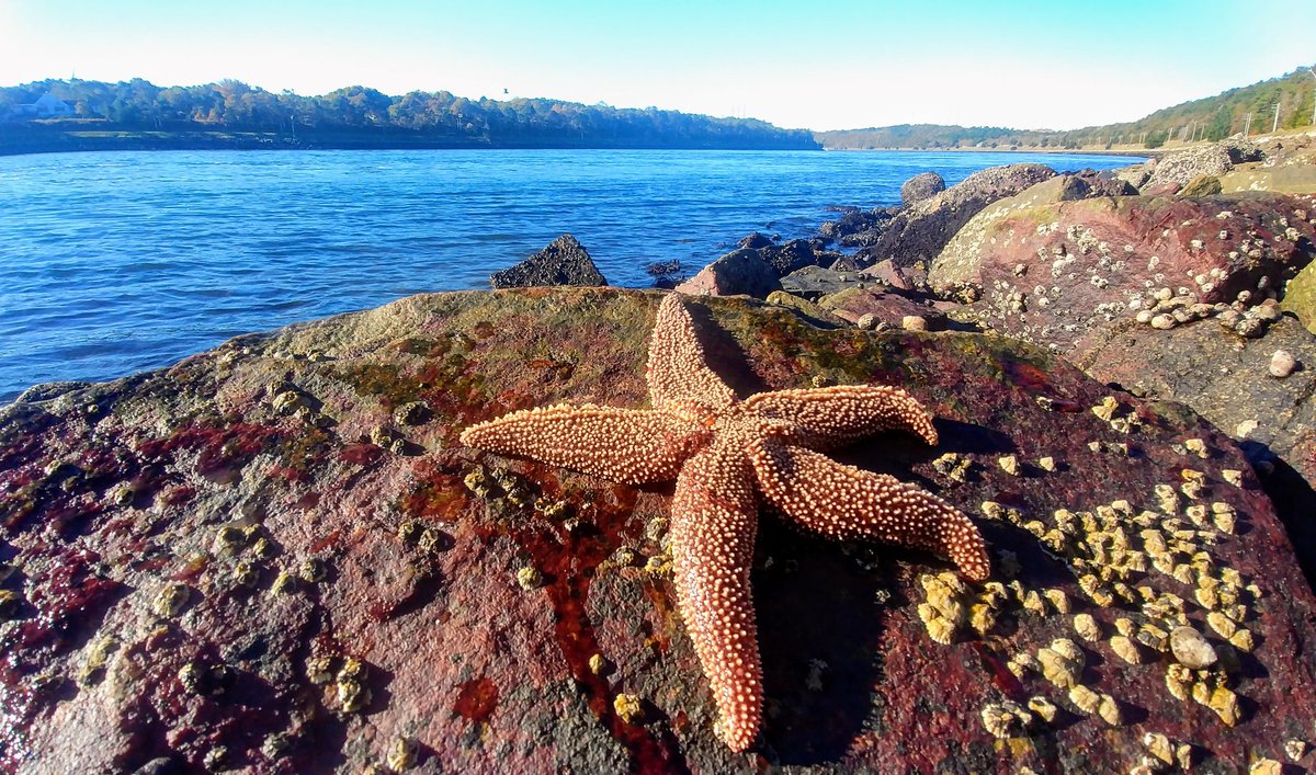CapeHomepage's tweet image. Starfish enjoying some warm sun on a beautiful Fall day at the #CapeCod Canal. @ericfisher @capecodweather @StormHour @Walt_Perkins