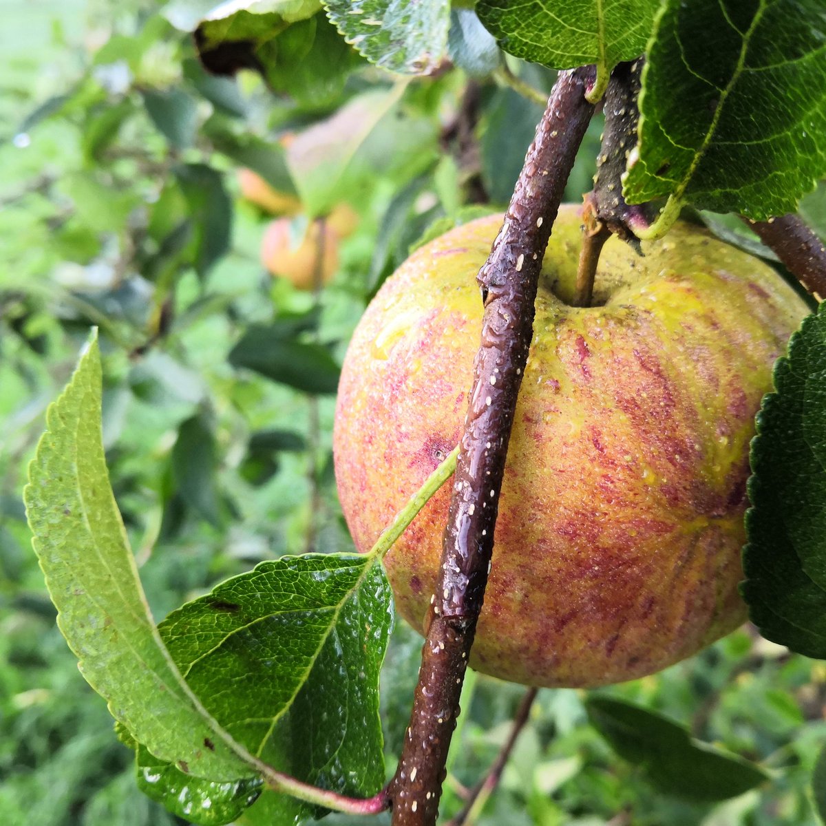 yorkshire_orchards tweet media