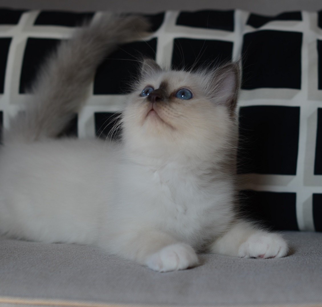Our cat of the day - we are presenting Bono born 13.07.2019. He is a spectacular blue point birman male with a very nice, cheerful personality. He loves playing toys with his sister, Bellana.
#birmancattery #catsoftheday #CatsOfTwitter