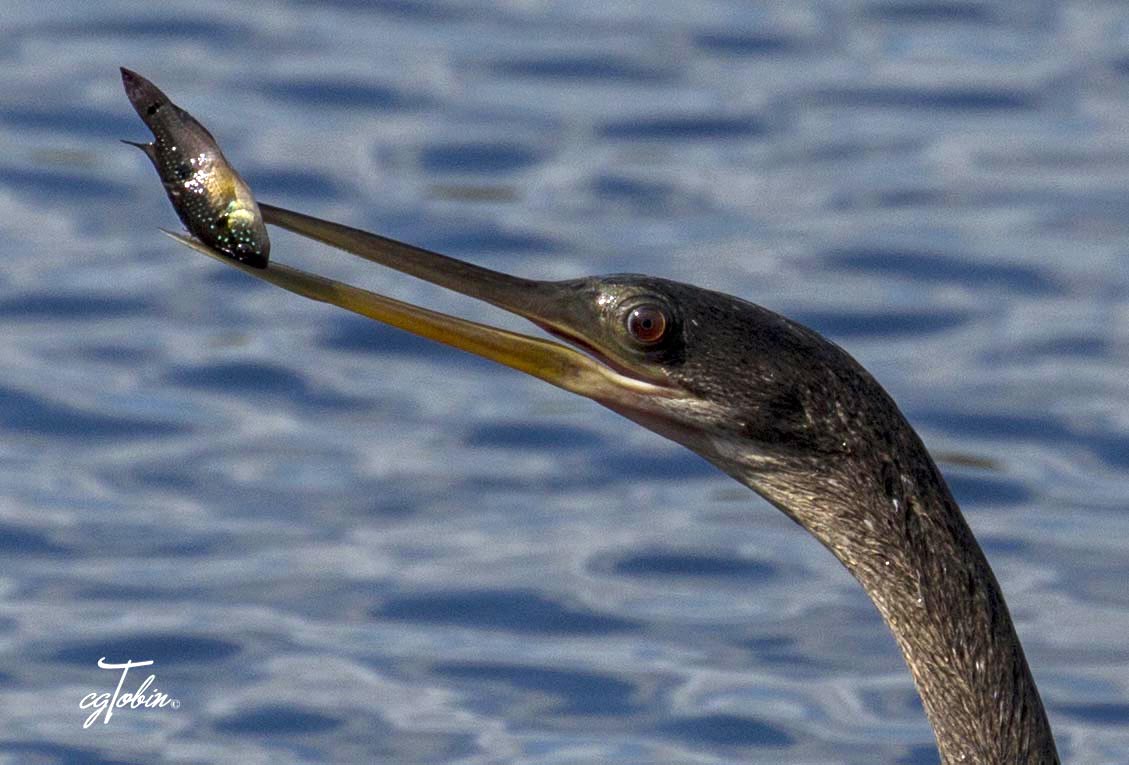 smartwoman123's tweet photo. Fresh catch!  #birds #anhinga #fishing #avian #snakebird #birdwithfish https://t.co/ng8lu58uFI