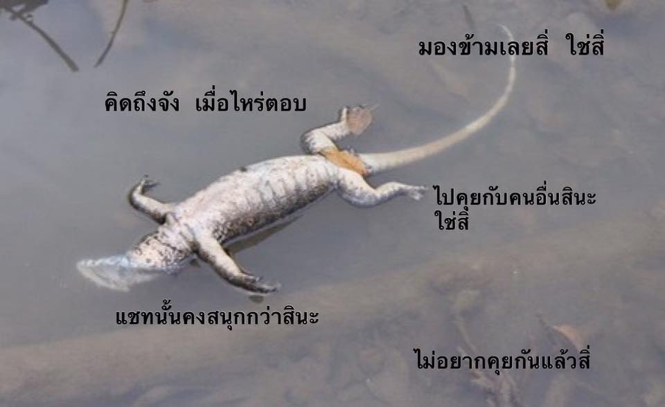 ซิกม่า @rest tweet media