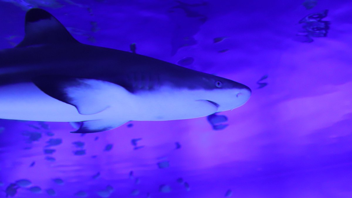 Kazz256 このサメはツマグロと言うらしい いろんな水族館にいるよね なんか目に感情が無くて怖い 新江ノ島水族館 ツマグロ サメ