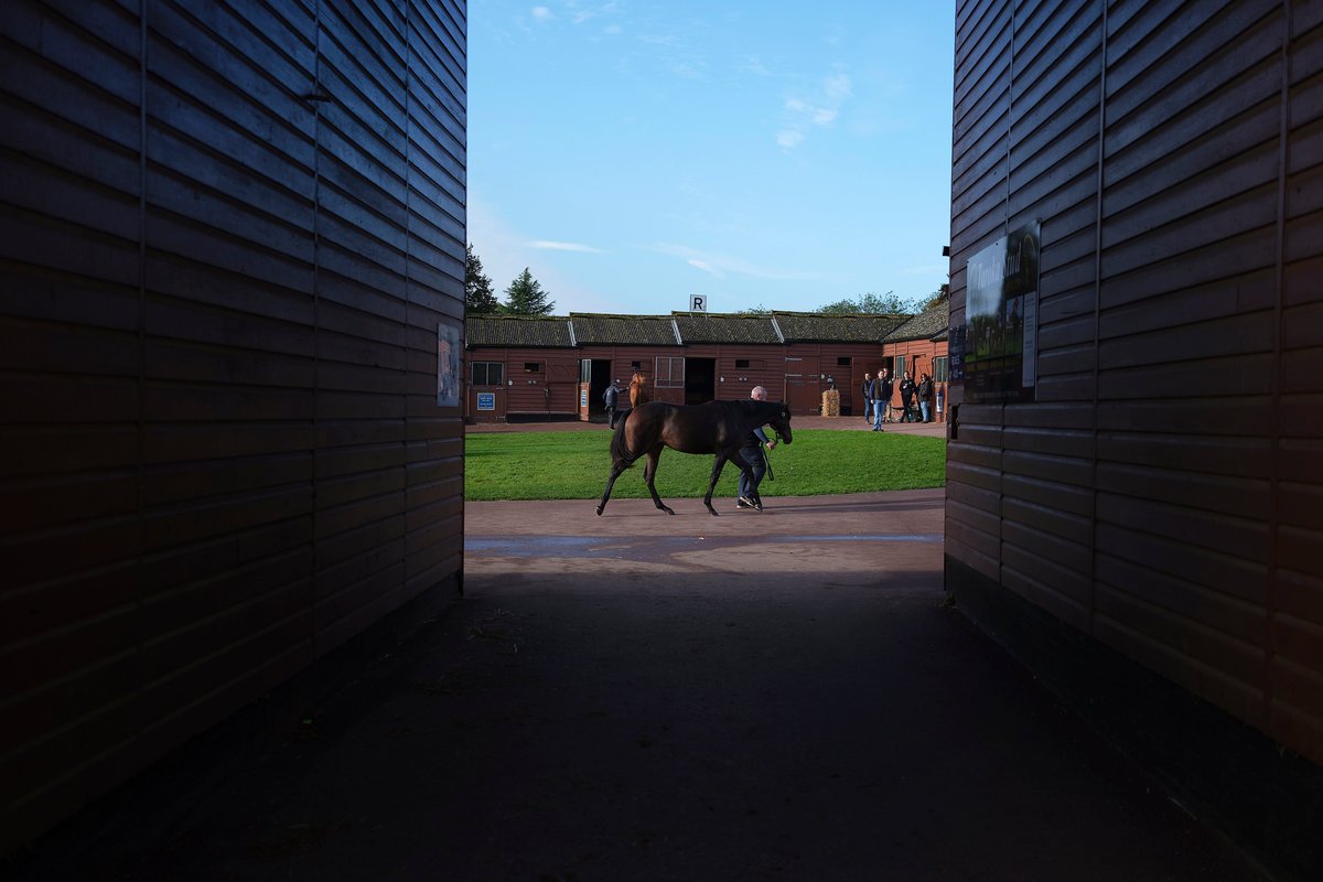 rpbloodstock's tweet image. 'The past two weeks at Tattersalls have given everyone involved cause to be proud of what this industry has to offer'

This year's October Yearling Sale ends with third highest turnover in history and a new record for the median price &amp;gt; bit.ly/2MtUk0D