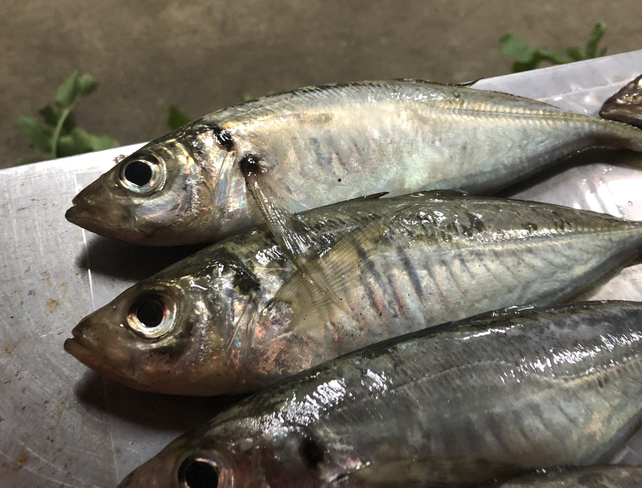 アジ弾丸よりメバル弾丸 Twitter Search Twitter