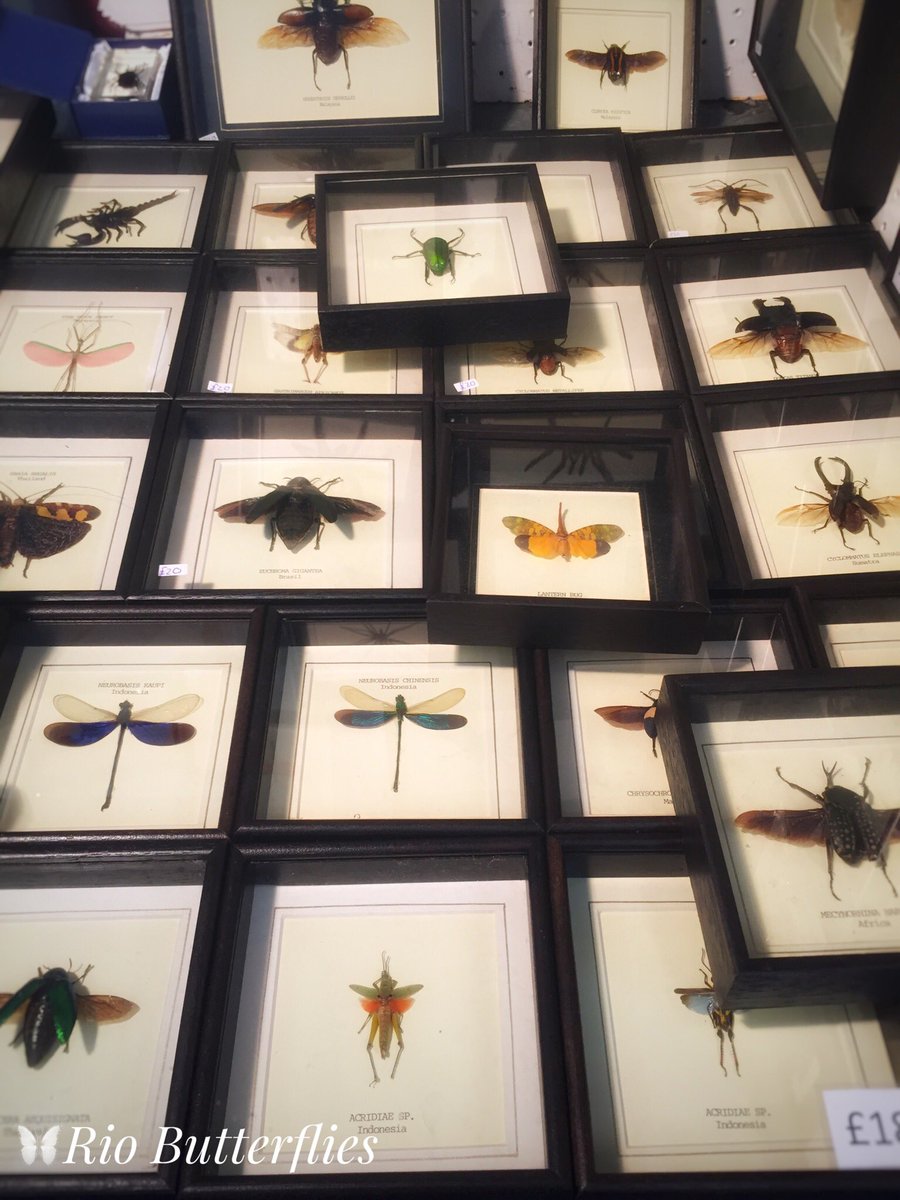 Good morning #JubileeMarket! We’re here in #CoventGarden with our impressive range of real #Butterfly, #Moth & #Insect frames. If you’re after a unique #HandmadeInUK gift this weekend, stop by and see us 🦋

#Taxidermy #LondonMarkets #London #ButterflyTaxidermy