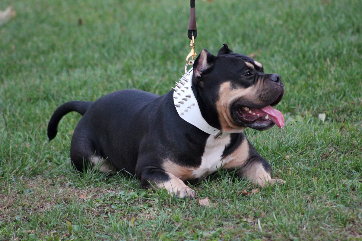 BrookeSmetzer's tweet photo. Open for stud 1,000 with shipping lock in at $350! Who’s going to be the next lucky gal? #americanbully #americanbullies #pocket #bullybreed #openforstud #americanbullyworld #loveaffair #dogs #musclebeast #K9 #breeding #puppies #newchapters #hittheinbox #compassion #newblood https://t.co/hiLanDWGfm