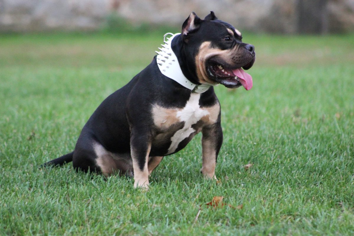 BrookeSmetzer's tweet photo. Open for stud 1,000 with shipping lock in at $350! Who’s going to be the next lucky gal? #americanbully #americanbullies #pocket #bullybreed #openforstud #americanbullyworld #loveaffair #dogs #musclebeast #K9 #breeding #puppies #newchapters #hittheinbox #compassion #newblood https://t.co/hiLanDWGfm
