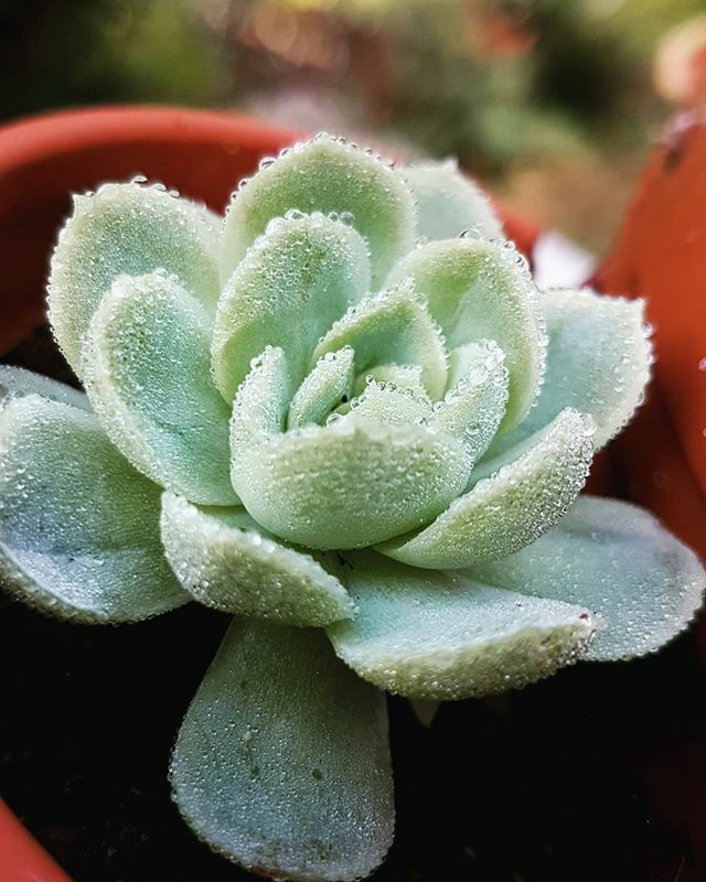 #tautropfen #kastehelmi ift.tt/35LUWq5