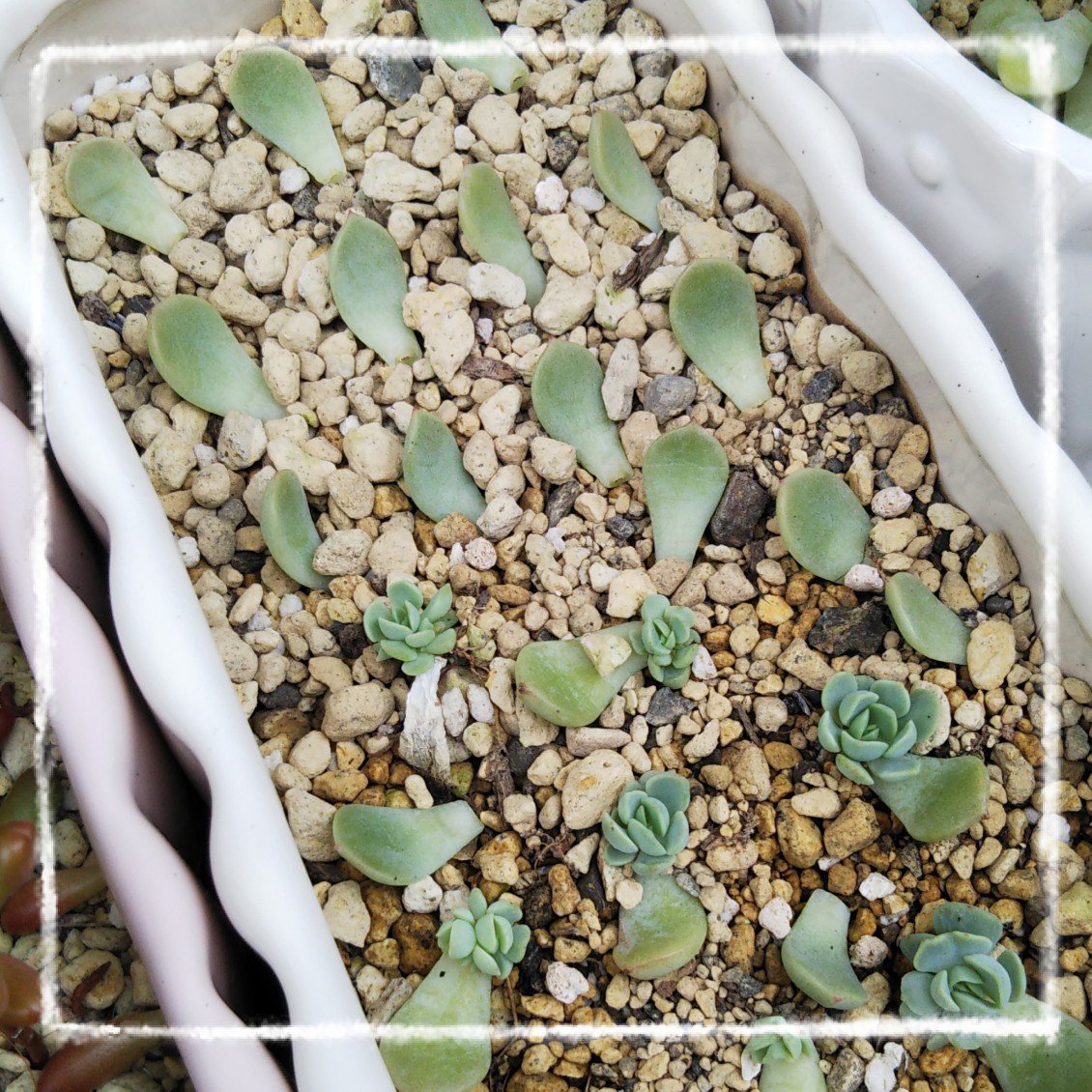 ブー 群月花を増やしたいので葉挿しを追加 鉢いっぱいに育つと良いなー 多肉植物 群月花 T Co 4dnkmrw6xr Twitter ブー 群月花を増やしたいので葉挿しを追加 鉢いっぱいに育つと良いなー 多肉植物 群月花 T Co 4dnkmrw6xr Twitter