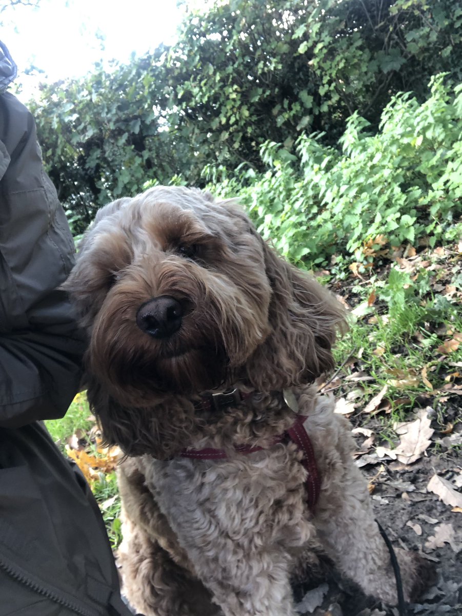nicolacatmorris's tweet photo. Dog agility with this one #scarlett #cockapoo #redcockapoo #beardedlady https://t.co/r3X1Np8472
