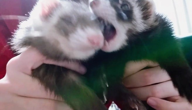 chokorika's tweet photo. Σ(ﾟ∀´(ω･´　)ｶﾌﾟｯ https://t.co/RmVqlN8A5K