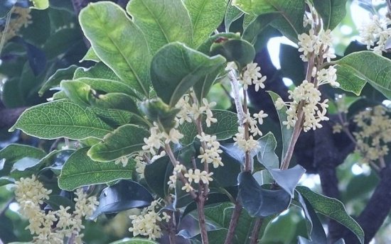 福山知佐子 銀木犀 Fragrant Tea Olive 曇りの午後 自転車で街中をぐるぐるまわっていた どこに行っても金木犀 色づいてきた柿の夕焼け色 銀木犀はとても少ない 香りは金木犀より淡いと言われるがじゅうぶん印象的に香っていた Photo 植物 福山知佐子 銀木犀 Fragrant Tea Olive 曇りの午後 自転車で街中をぐるぐるまわっていた どこに行っても金木犀 色づいてきた柿の夕焼け色 銀木犀はとても少ない 香りは金木犀より淡いと言われるがじゅうぶん印象的に香っていた Photo 植物