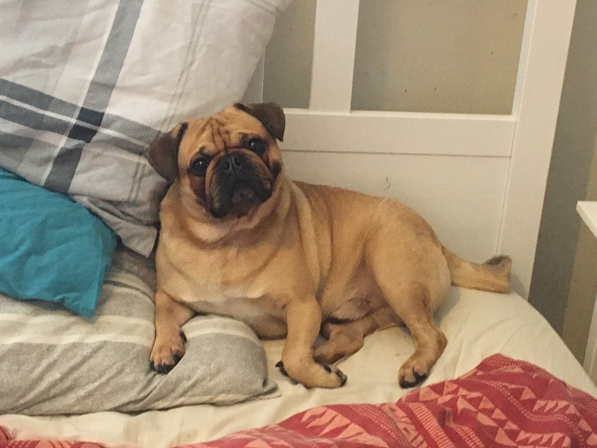 Hugo_Pug_Jug's tweet photo. Lazy Saturday #pug #puglife https://t.co/Djyu8DRsyB