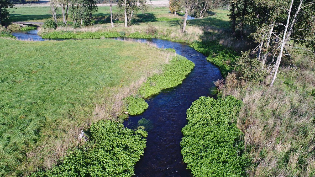 I’m so bloody tired of freshwater ecosystems being overlooked . So here’s a thread about why you and everyone else should give a shit  #freshwaterneedslovetoo  #tellyourgrandmothertoo(1/n)