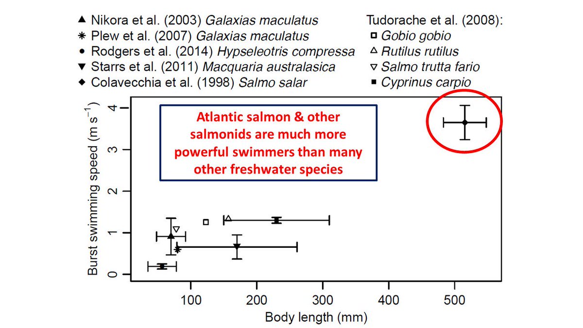 It’s too often assumed that only specific species need to migrate – synchronized species with good swimming capacities like salmonids – but it’s about way more than that. Most  #salmonids are particularly good swimmers - they shouldn't be our baseline (7/n)