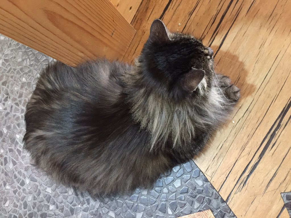 イダ そしてそしてそして ウラジオストクの猫カフェ ヘタリアのろしあねこさんそっくりの子がいたり ロシア幼児の天使が猫とじゃれ合ったりしているのを見ながら優雅にウノしてきました え 小学生ぶりにやったウノで戦争が起こりました T Co