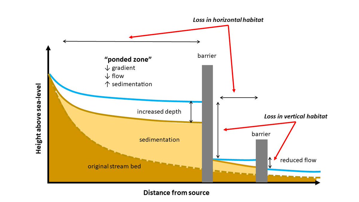 We also forget about the impacts on  #habitats: dams RUIN habitats that fish and other species depend on; even if they pass, their survival and the survival of their young is compromised. That loss is both in the vertical and horizontal dimensions... (9/n)