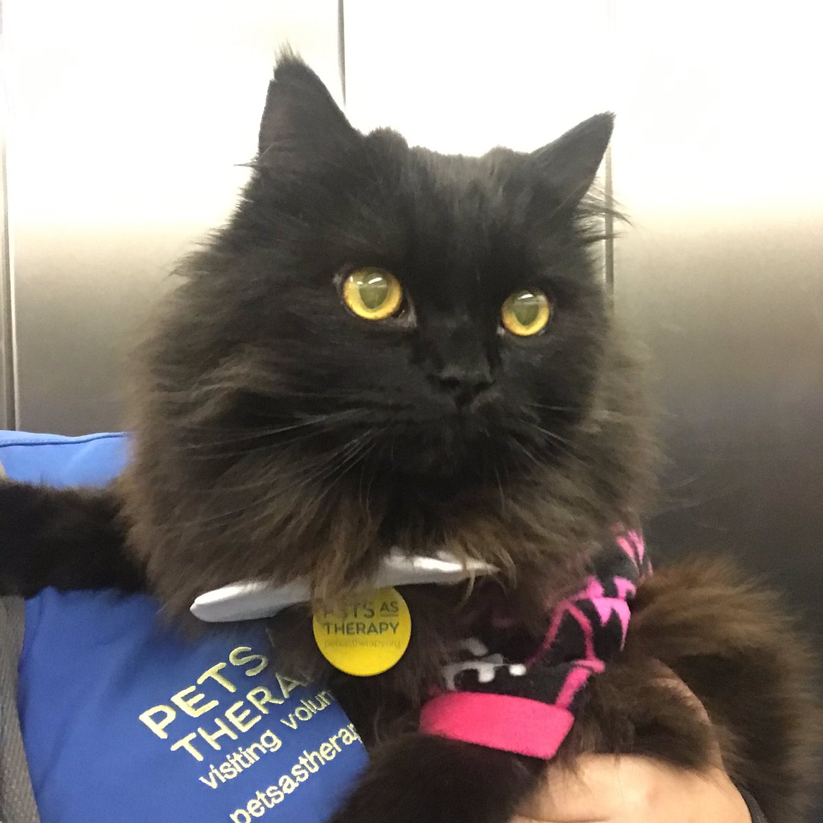 meow_london's tweet photo. #caturday is the best day of the week!
Relaxing morning with my friends at @RoyalLondonHosp ... I slept on the job (again)! 😸
I’m a registered cat with @PetsAsTherapyUK and I team up with @NHSBartsHealth & @BartsVolunteers
#smile #volunteering #petsastherapy #sleepingatwork https://t.co/pb5pbxO71C