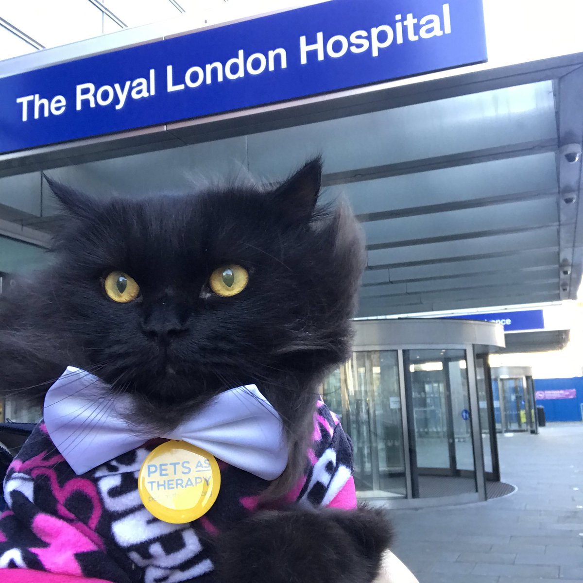 meow_london's tweet photo. #caturday is the best day of the week!
Relaxing morning with my friends at @RoyalLondonHosp ... I slept on the job (again)! 😸
I’m a registered cat with @PetsAsTherapyUK and I team up with @NHSBartsHealth & @BartsVolunteers
#smile #volunteering #petsastherapy #sleepingatwork https://t.co/pb5pbxO71C
