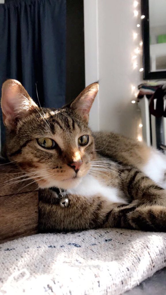 where_da_catnip's tweet image. (Insert inspirational quote by hooman)