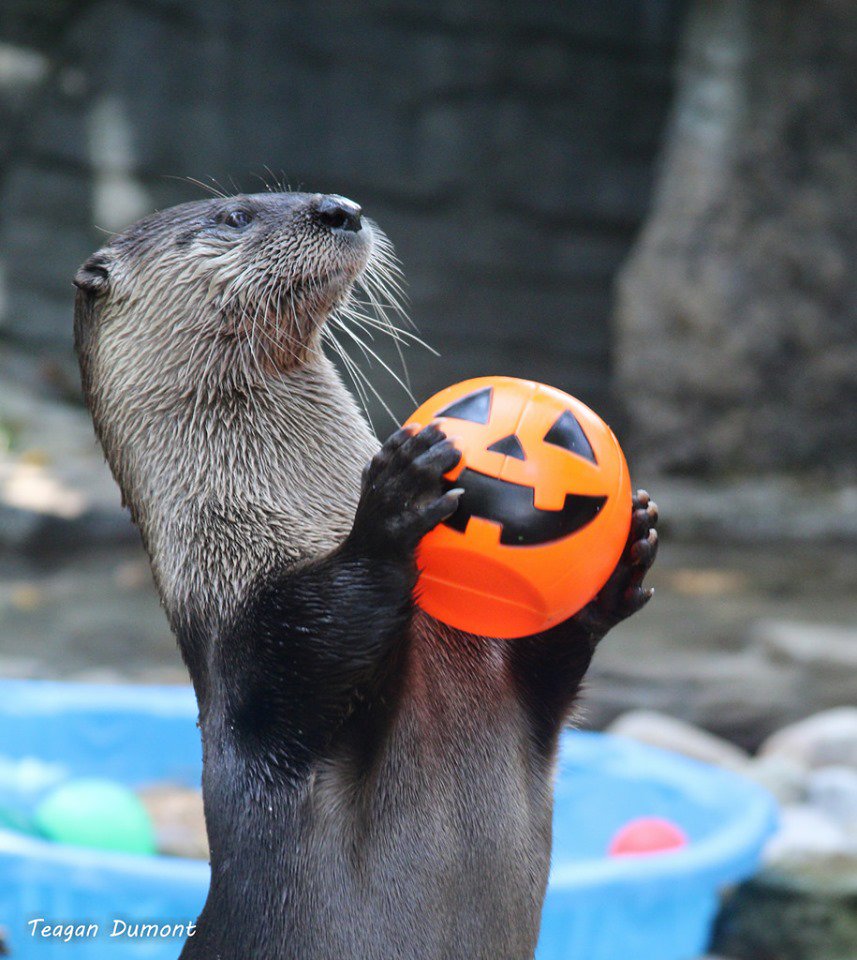 You otter come to HallZOOween today! The event is from 12pm-5pm every Saturday and Sunday in October! Don't forget to bring your own treat bucket! ow.ly/egDa50wEJ4a