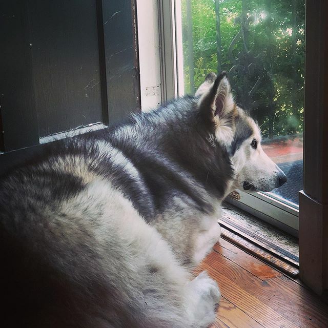 Colorado1788's tweet photo. Every time dad leaves the house @flashgordon9 https://t.co/f0jrTmjxwn https://t.co/8ODFPljj5C