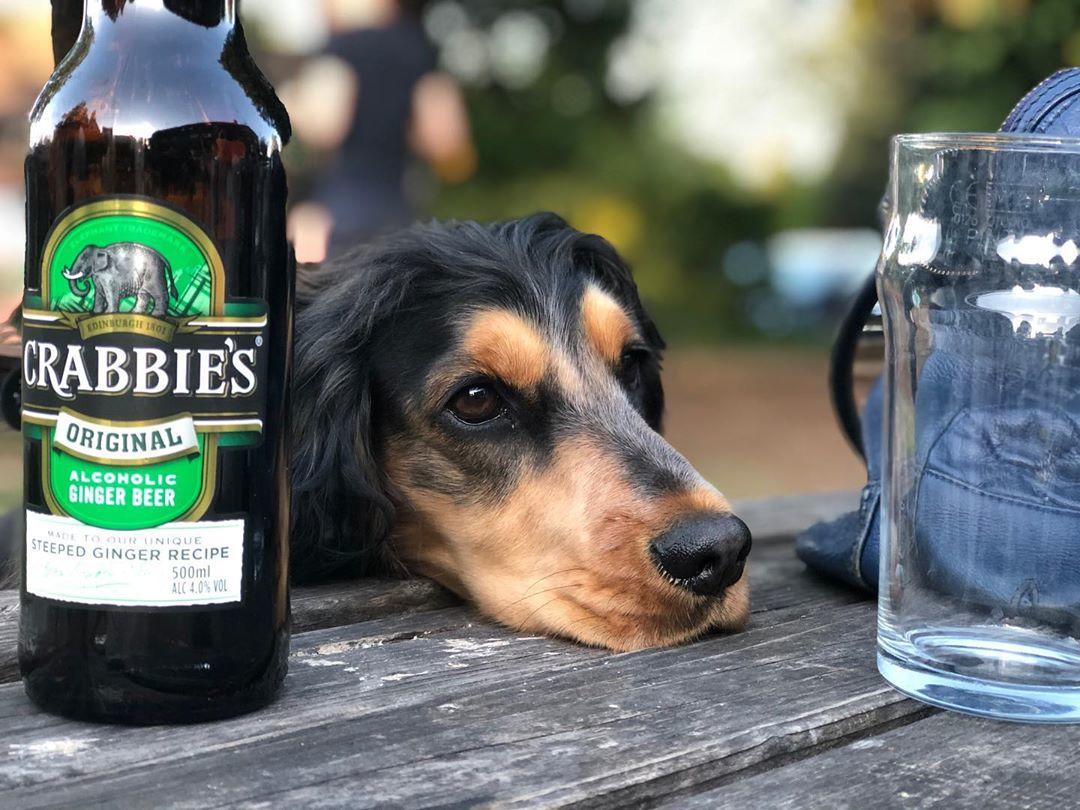 We all have this face when you’re waiting for someone to pour you a pint of Crabbie’s  🐶🍺